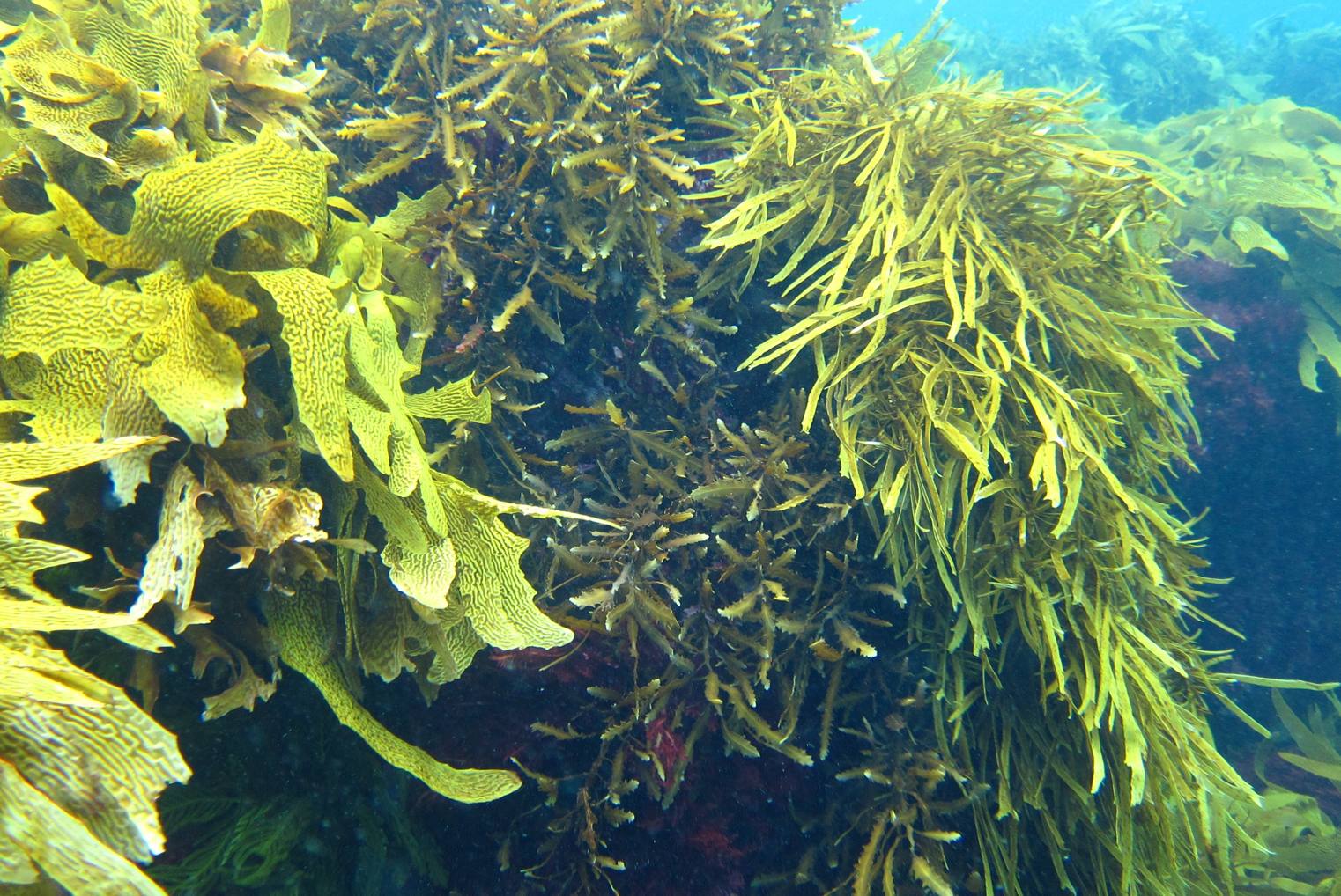 Фукусы морские водоросли. Талломовидные водоросли. Ламинария зеленая водоросль. Seaweed Laminaria. Ламинария японская морская капуста.